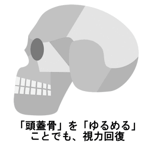 視力回復に関係する頭蓋骨
