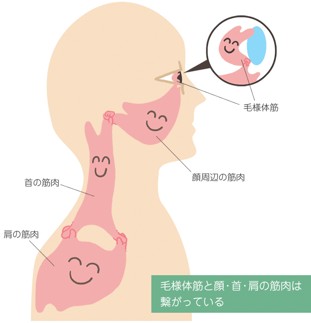 周辺の筋肉を柔軟にすることで視力が回復するイラスト