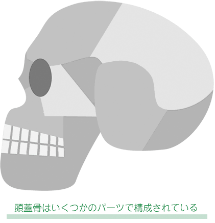 頭蓋骨はいくつかのパーツで構成されているイラスト