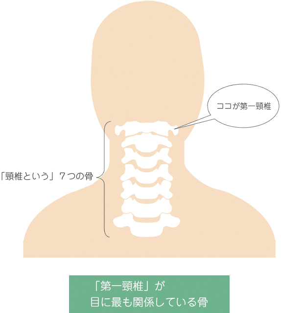 頸椎イラスト